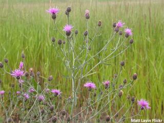 spotted knapweed plant with purple flowers